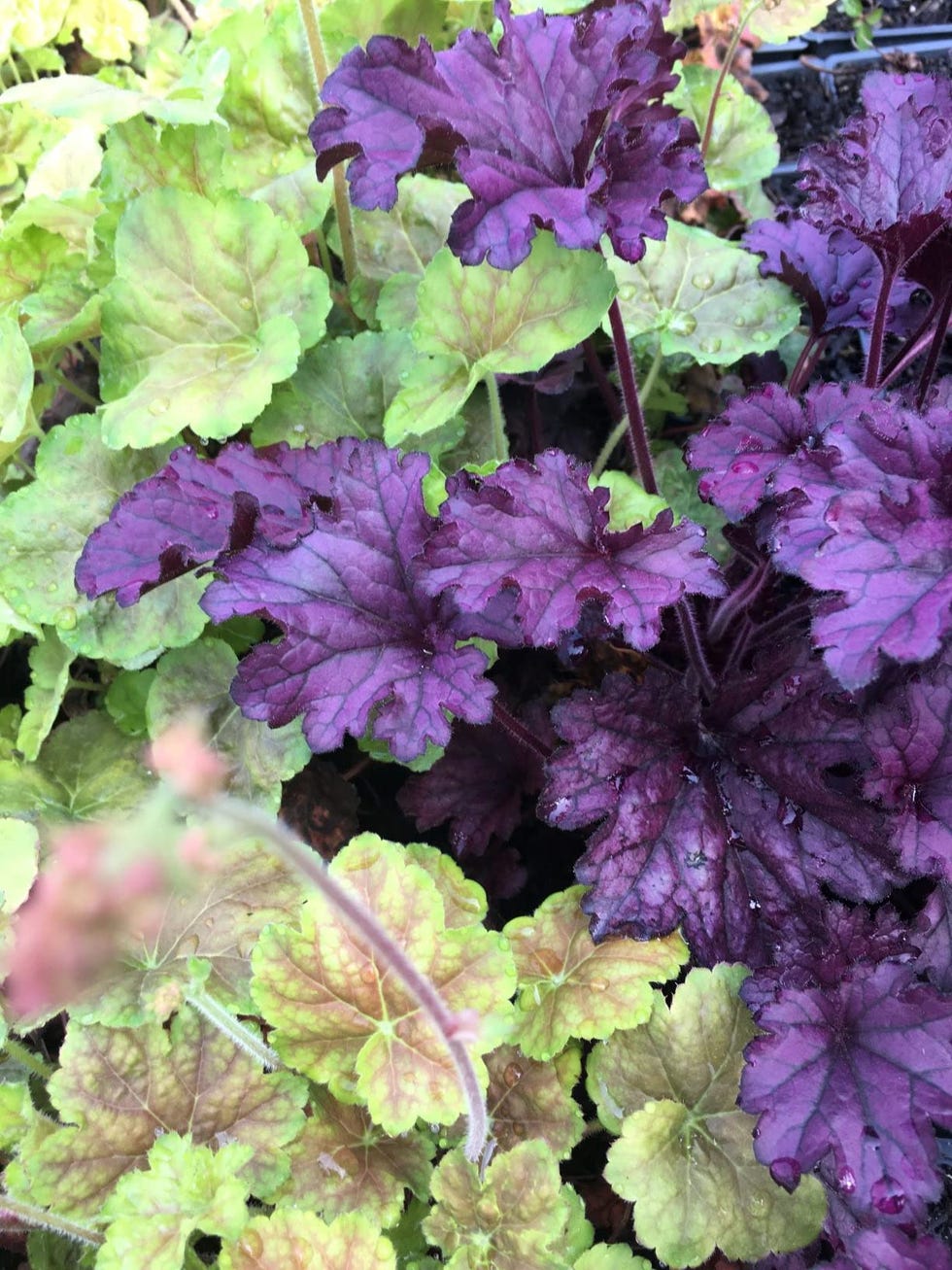 Heuchera