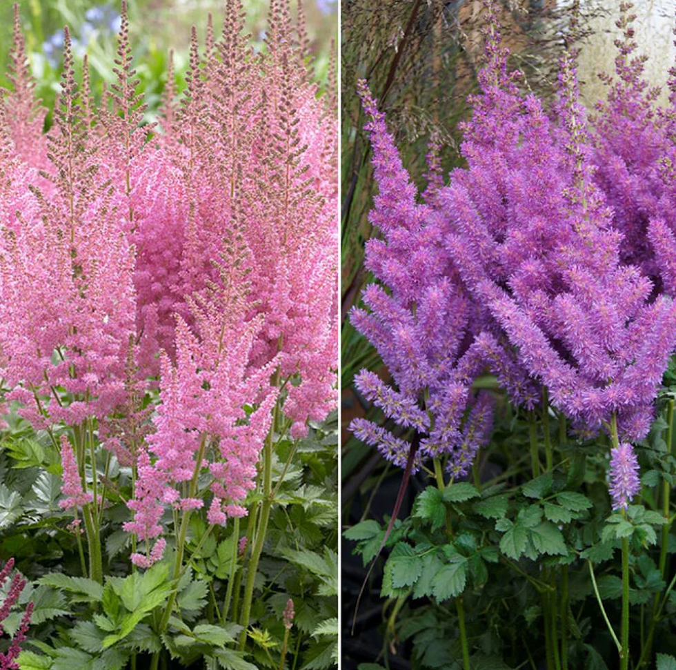 Astilbe