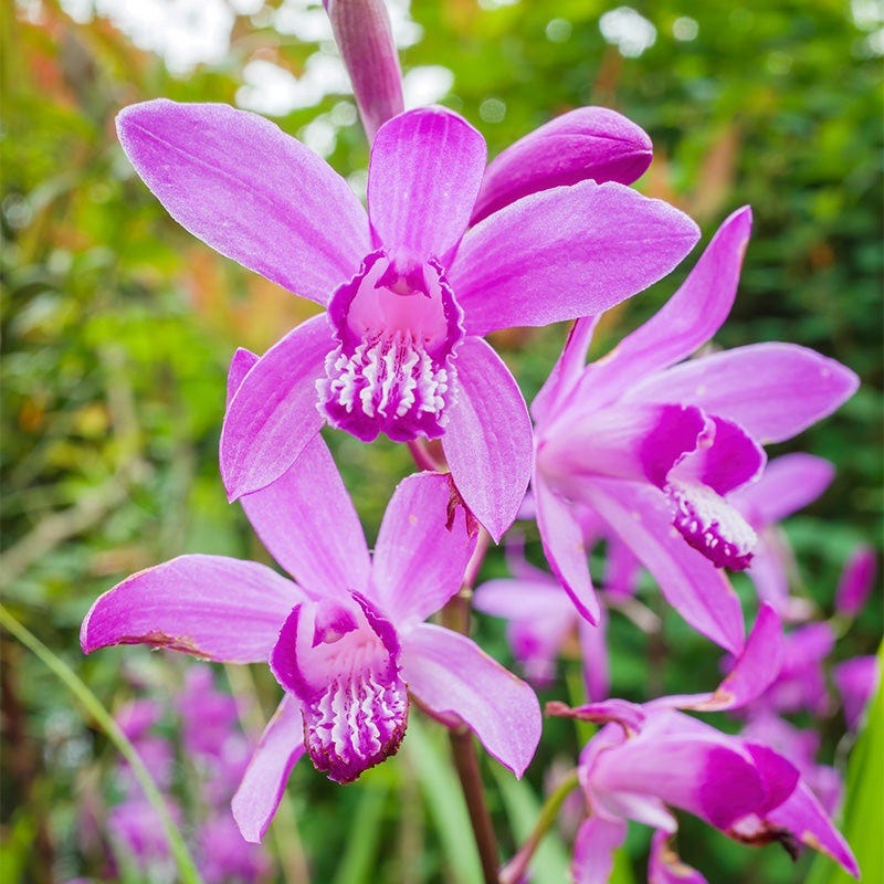 Chinese Ground Orchid