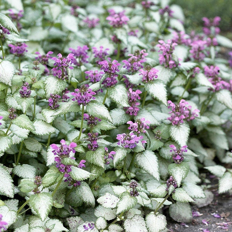 Dead Nettle