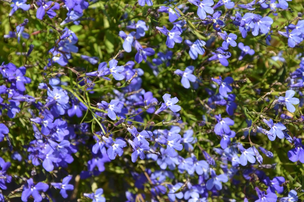 Lobelia Cascade