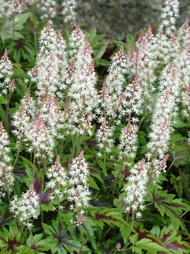 Foamflower