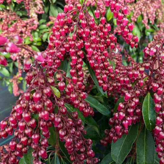 Interstella Lily of the Valley Shrub