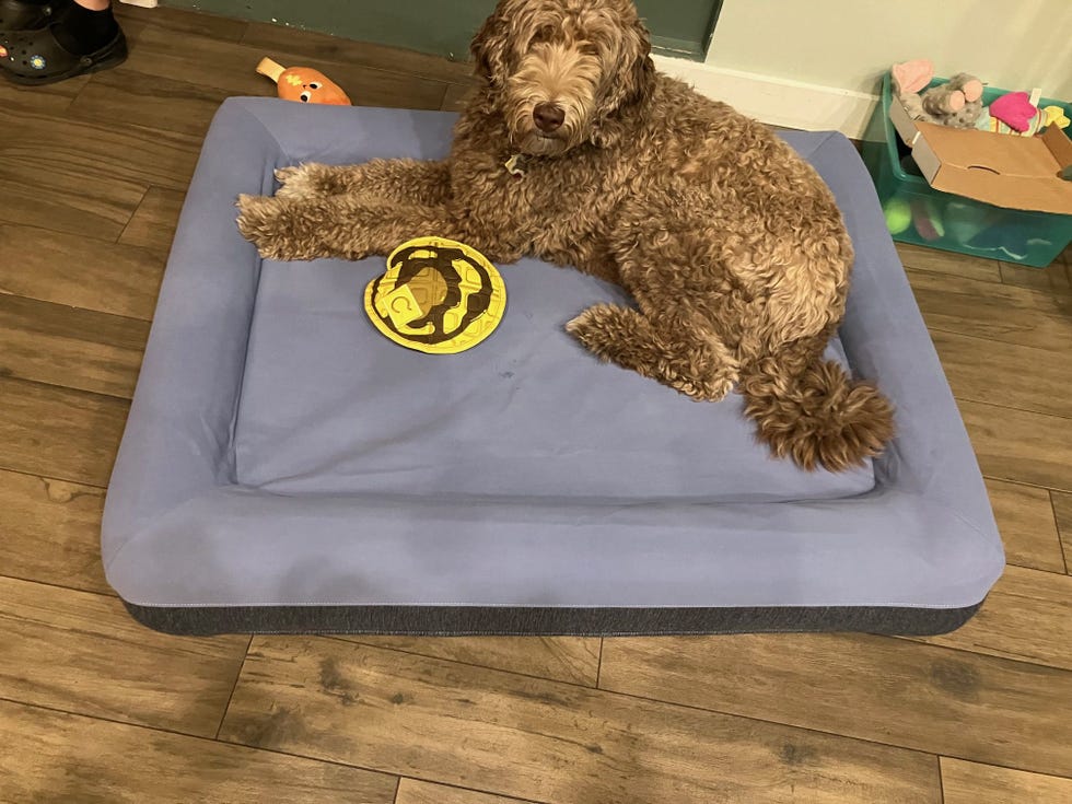 Dog Bed