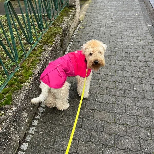 Sun Shower™ Dog Raincoat