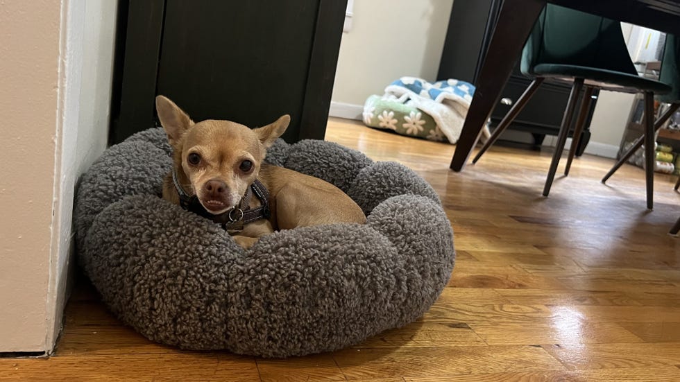 Calming Dog Bed
