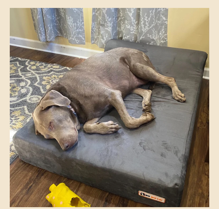 Orthopedic Dog Bed