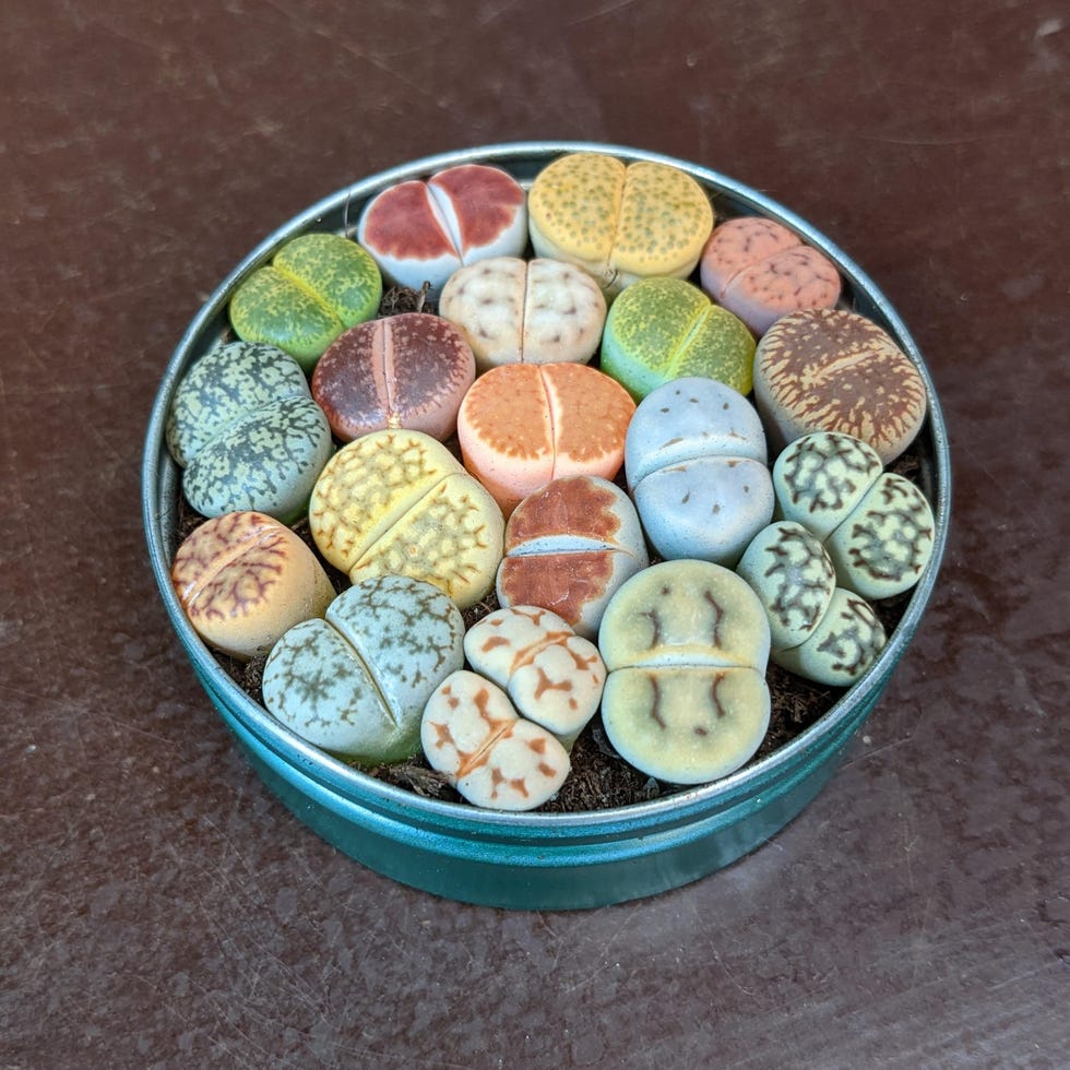 Plantas Lithops