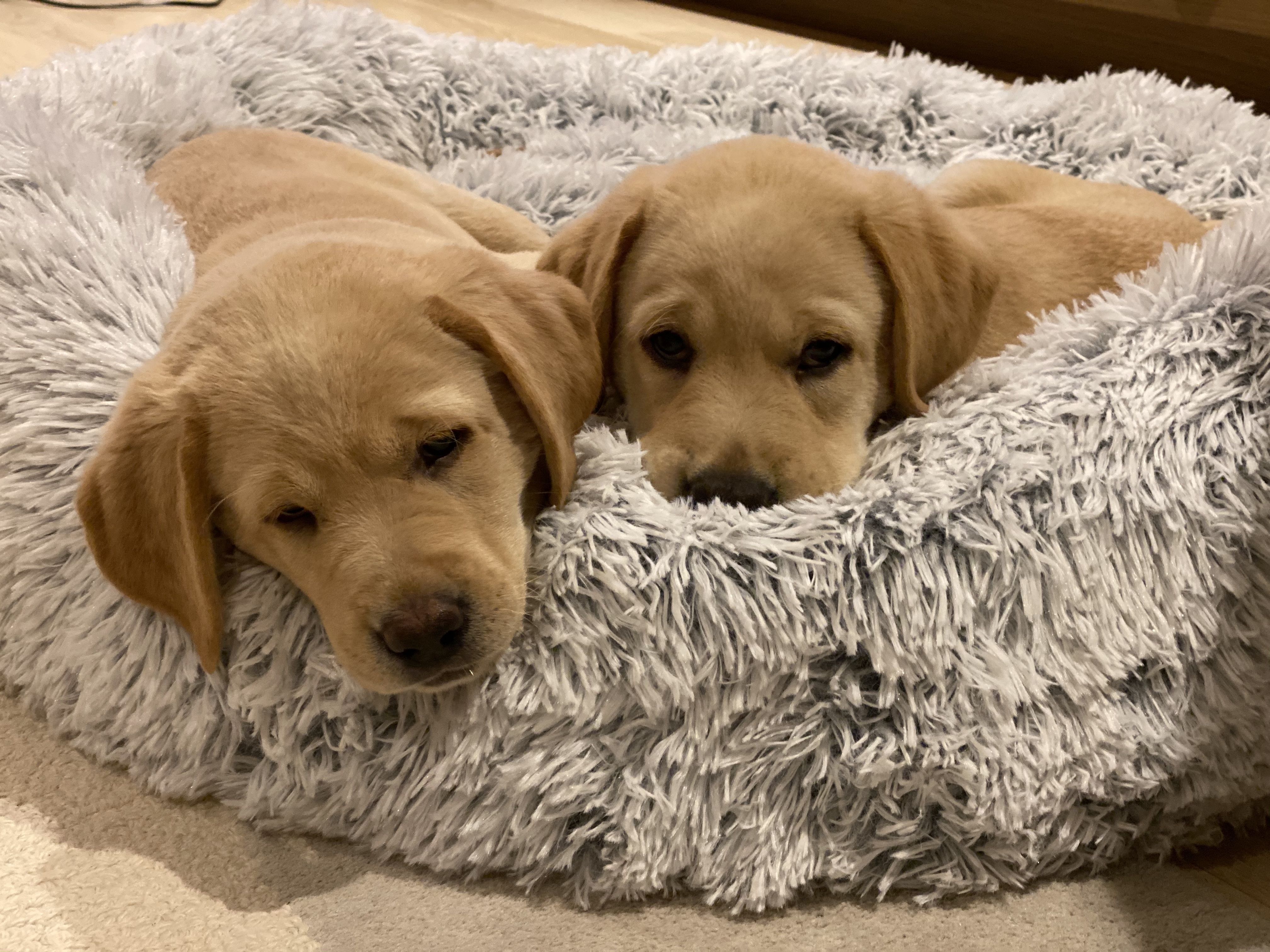 best bed for golden retriever