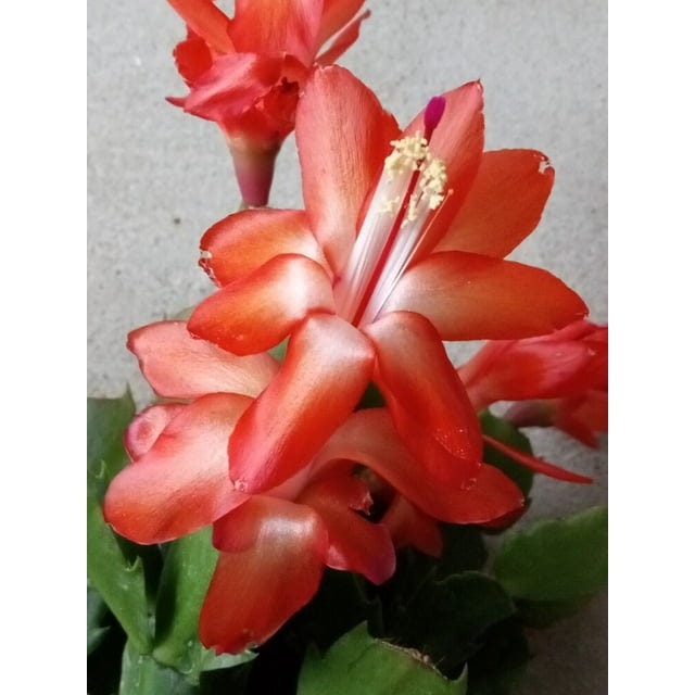Orange Thanksgiving Holiday Cactus 