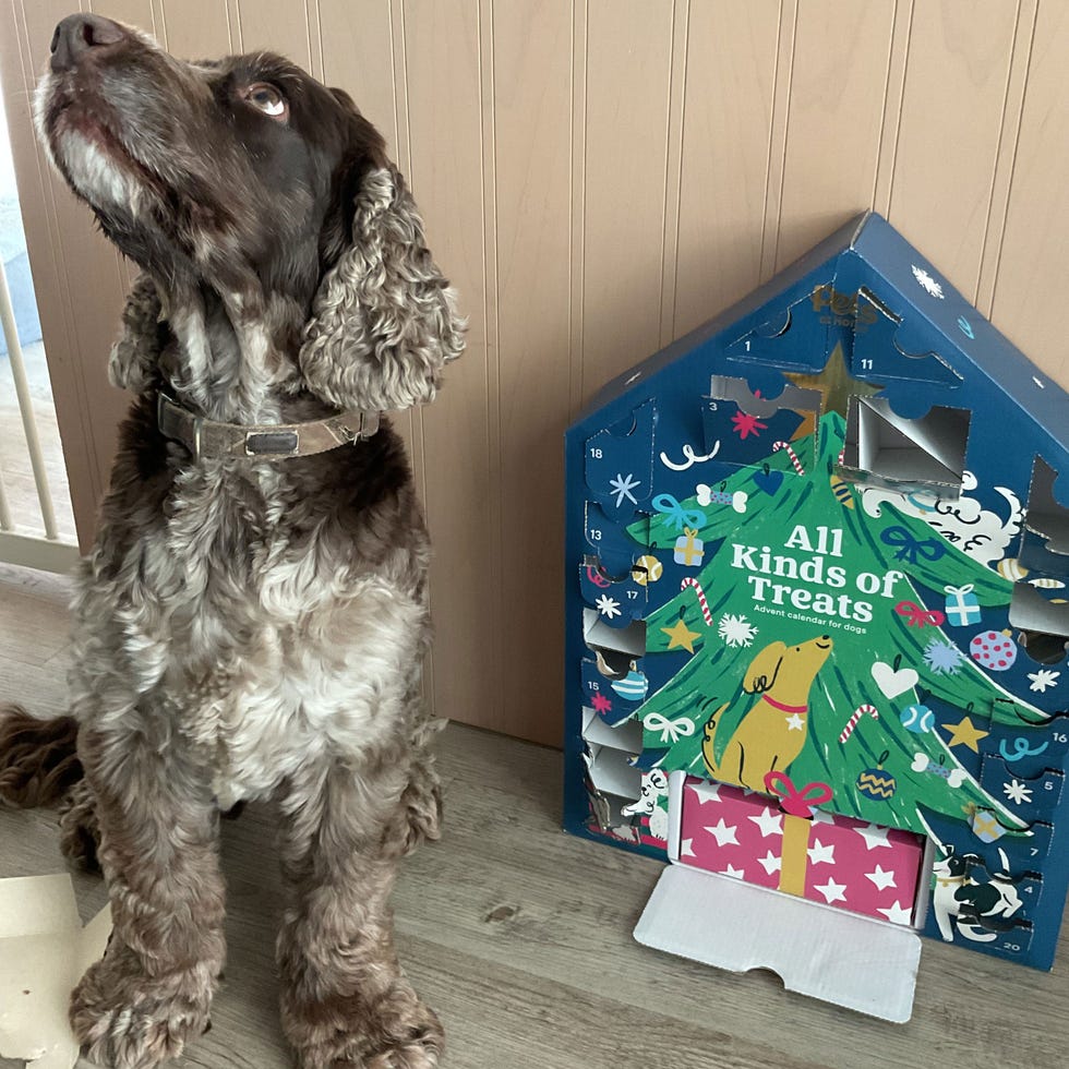Christmas All Kinds of Treats Advent Calendar for Dogs