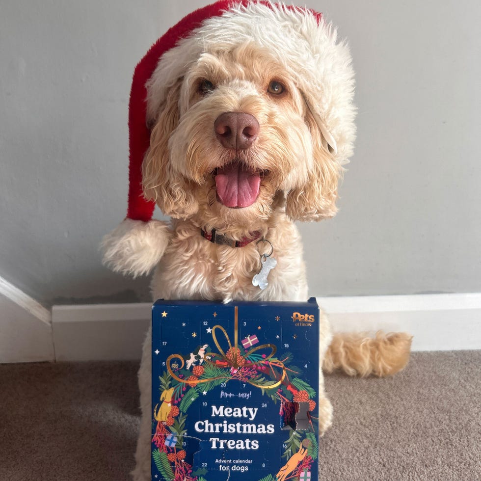 Meaty Christmas Treats