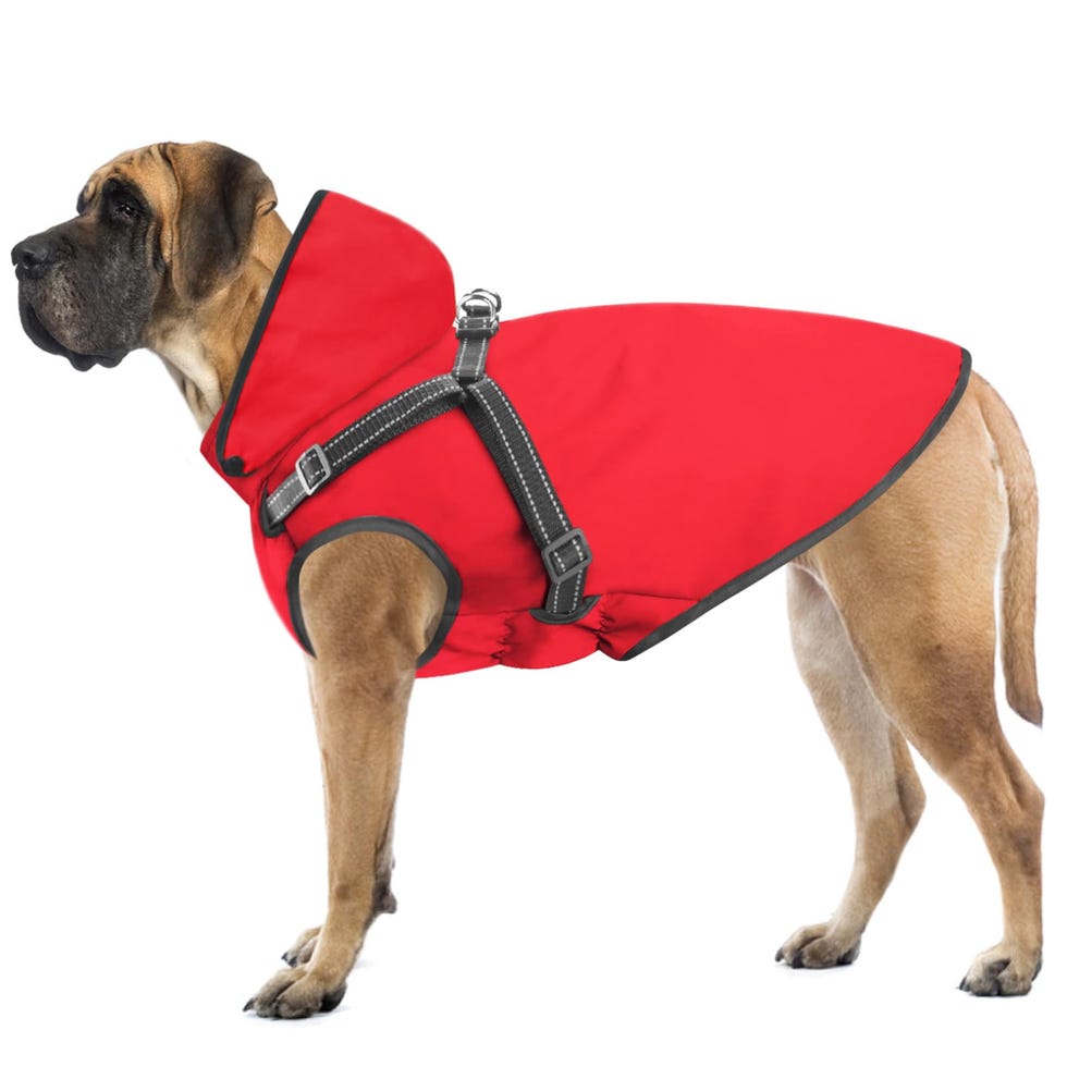 Chubasquero para perros con capucha y arnés