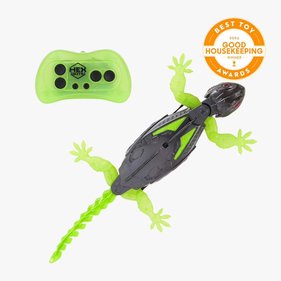 Wall Crawler Gecko
