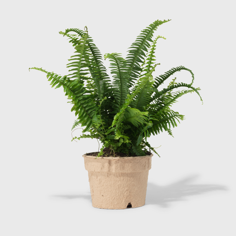 Boston Fern