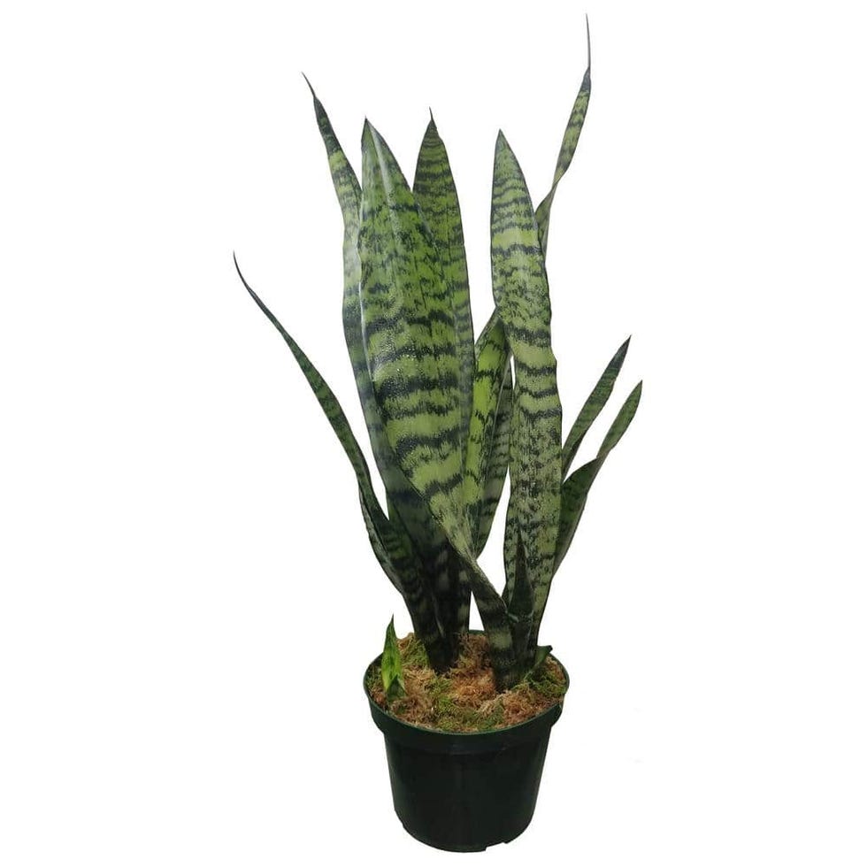 Snake Plant 'Black Coral'