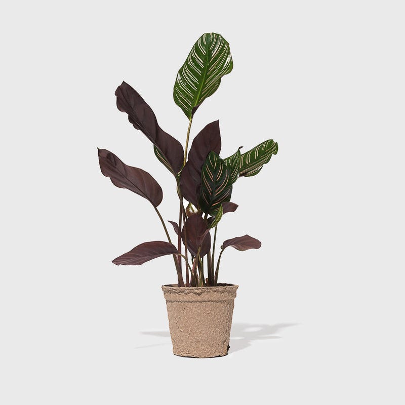 Prayer Plant