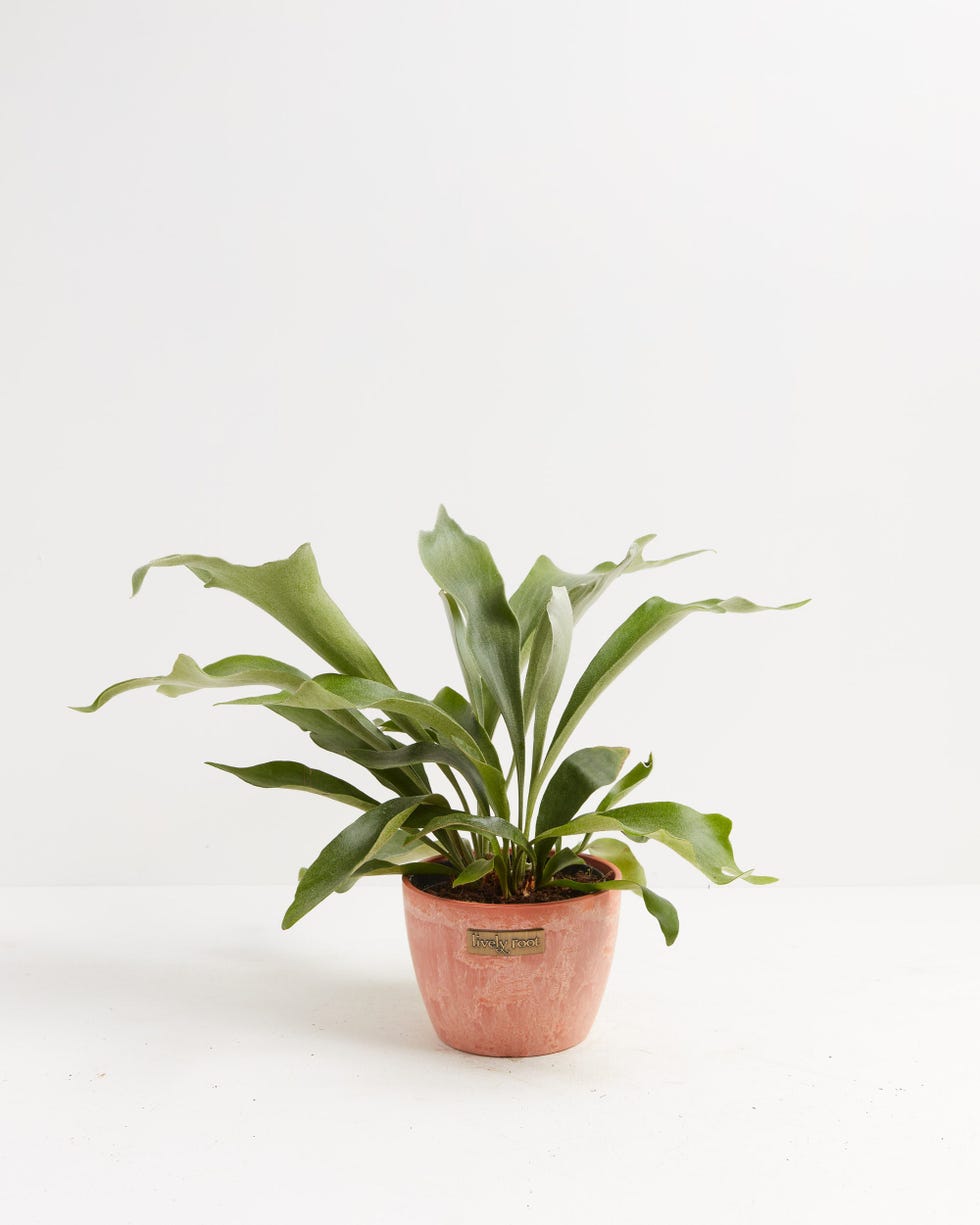 Staghorn Fern