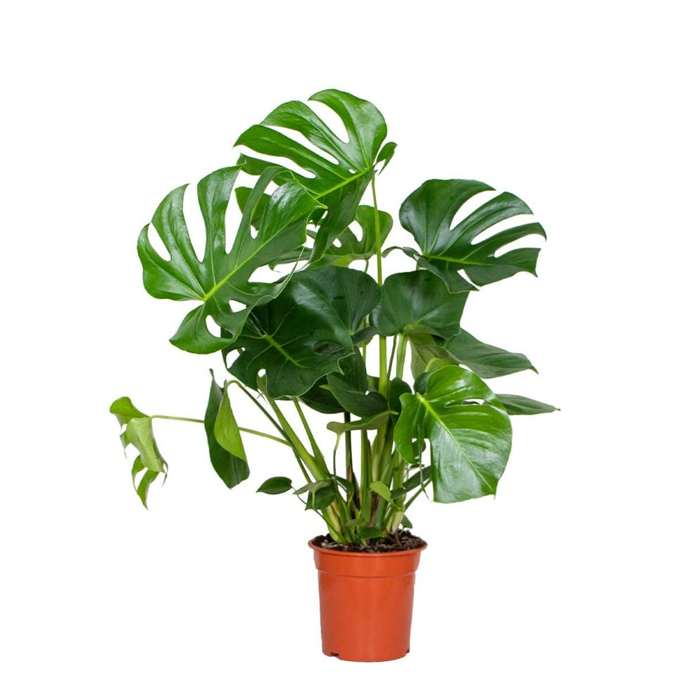 Monstera Deliciosa o Costilla de Adán 