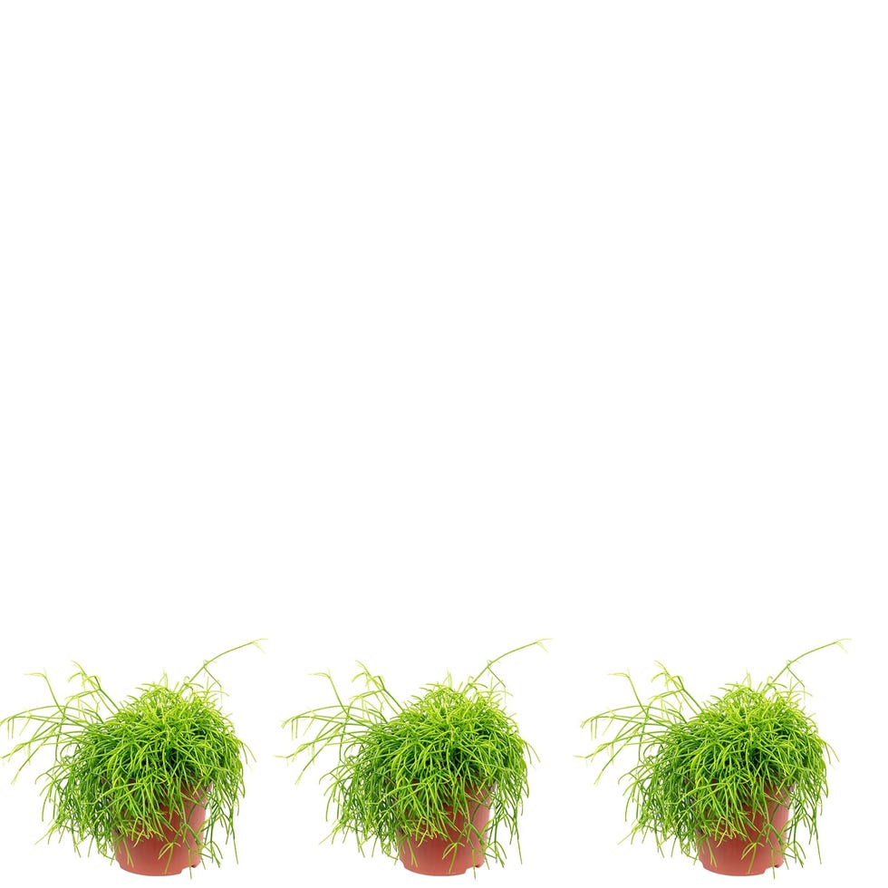 Rhipsalis cassutha 