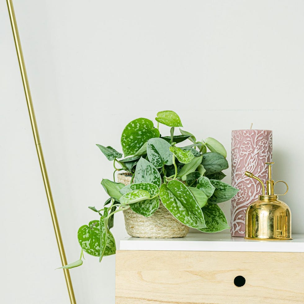Silver Pothos
