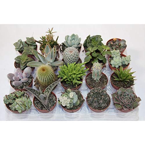 Cactus y suculentas (20 unidades) 