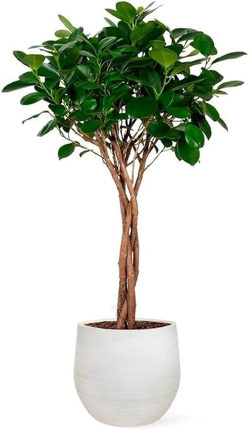 Ficus Moclame o Laurel de Indias