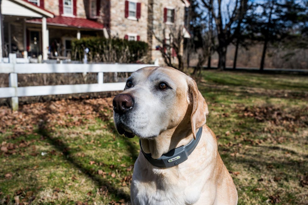 GPS Dog Fence