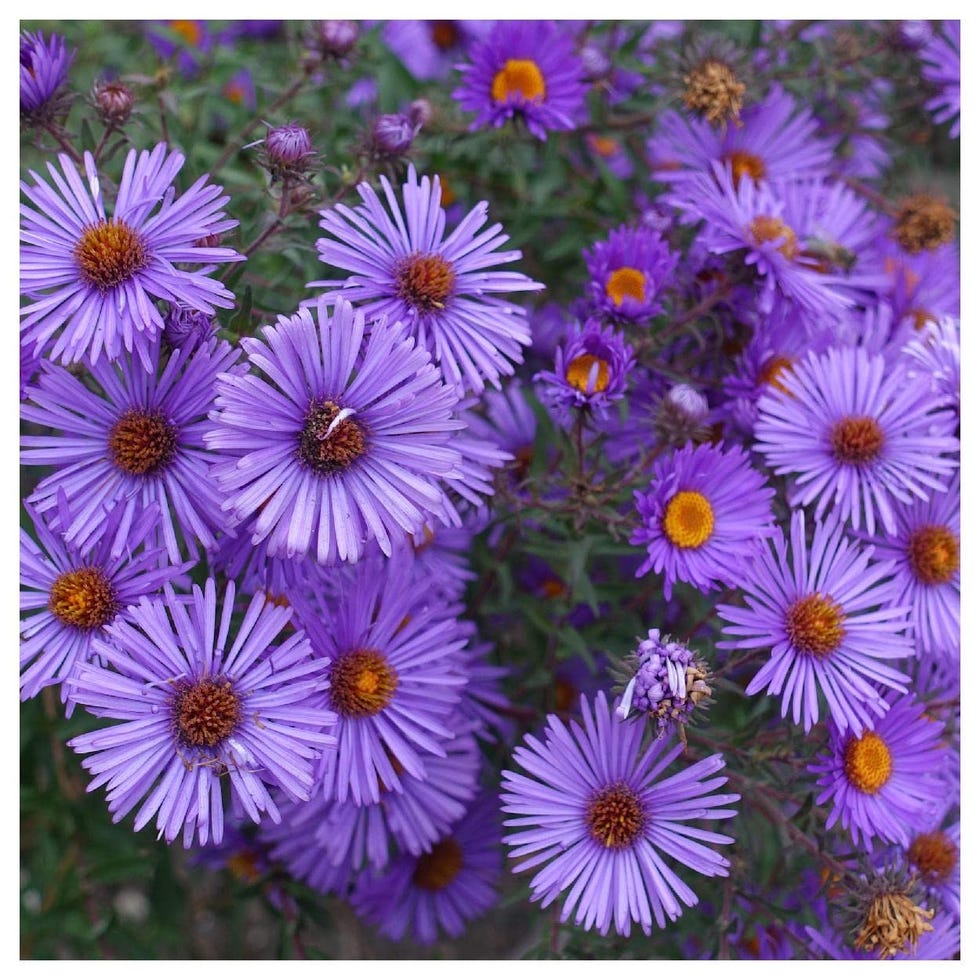 How to Care for New England Asters the Right Way