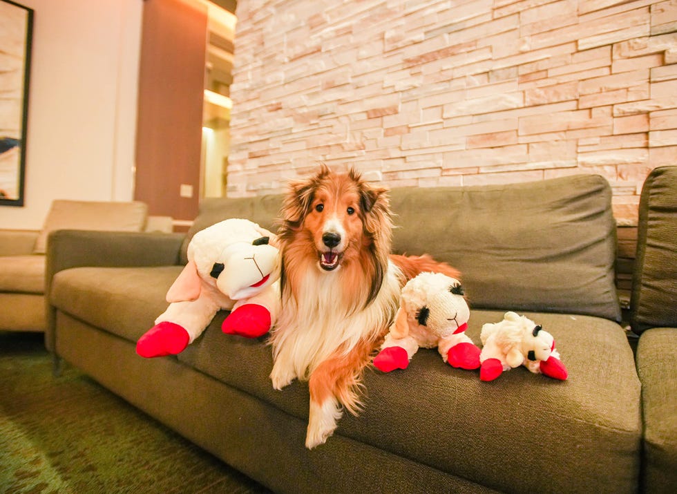 Lamb Chops Plush Toy