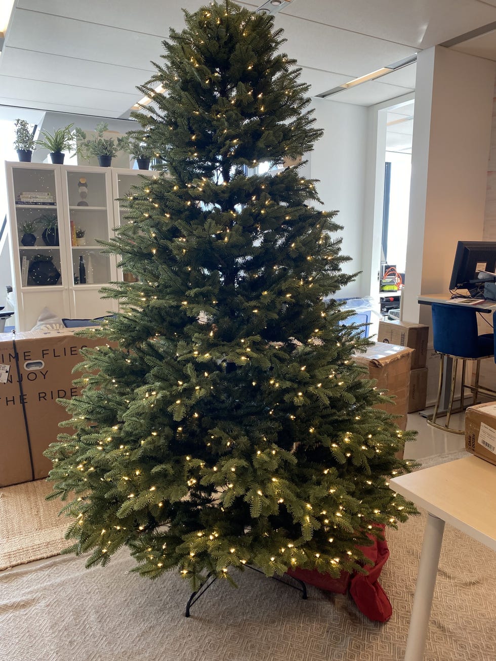 Carolina Pine Tree