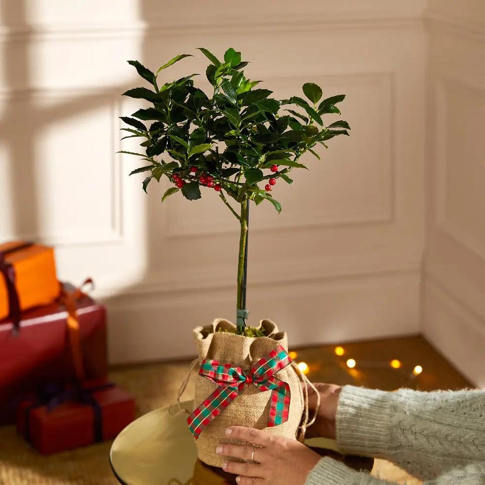 The Letterbox Holly Tree