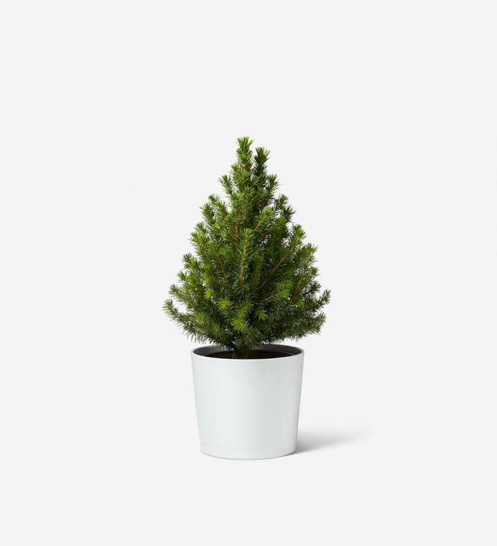Mini Potted Christmas Tree