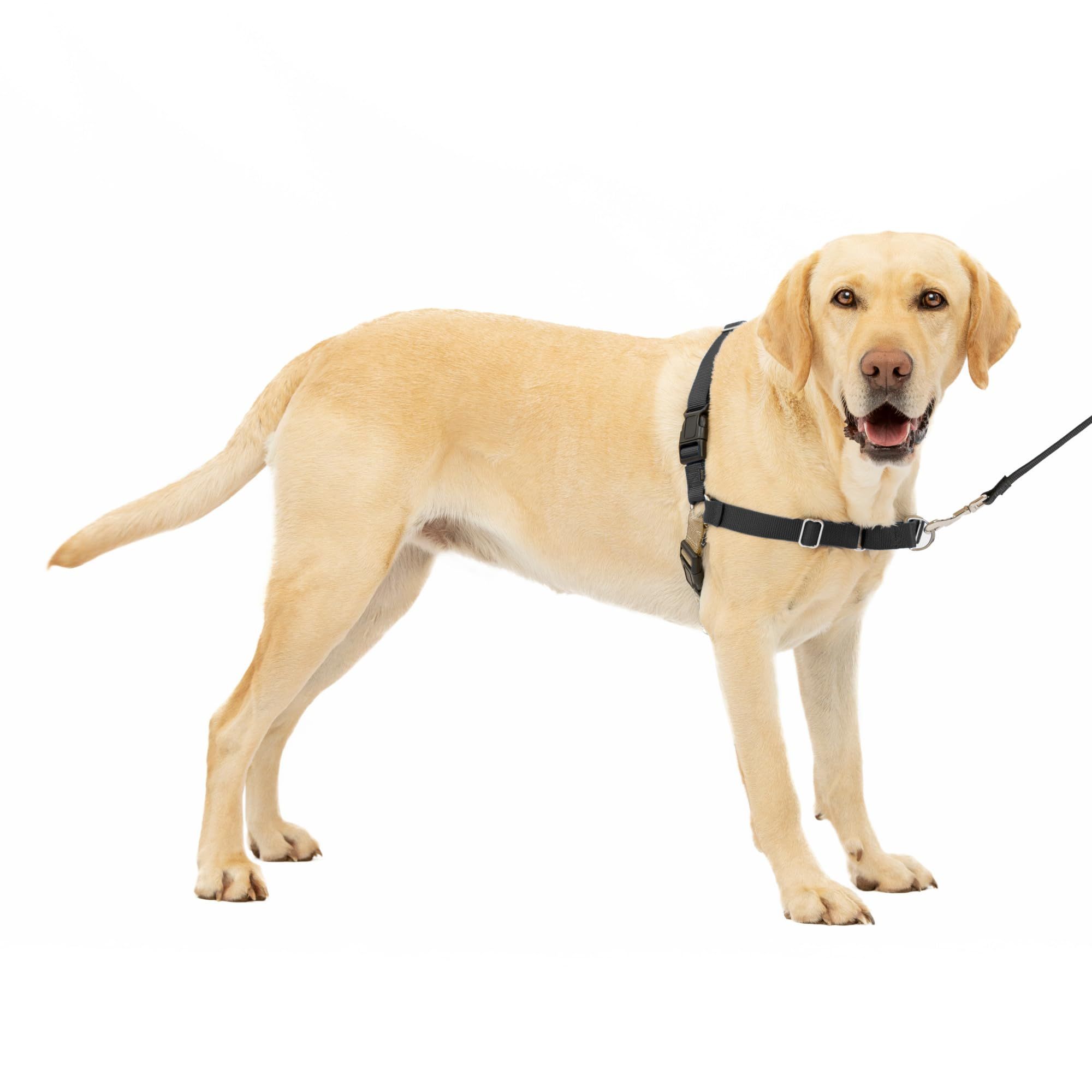 11 best dog harnesses 2024 UK