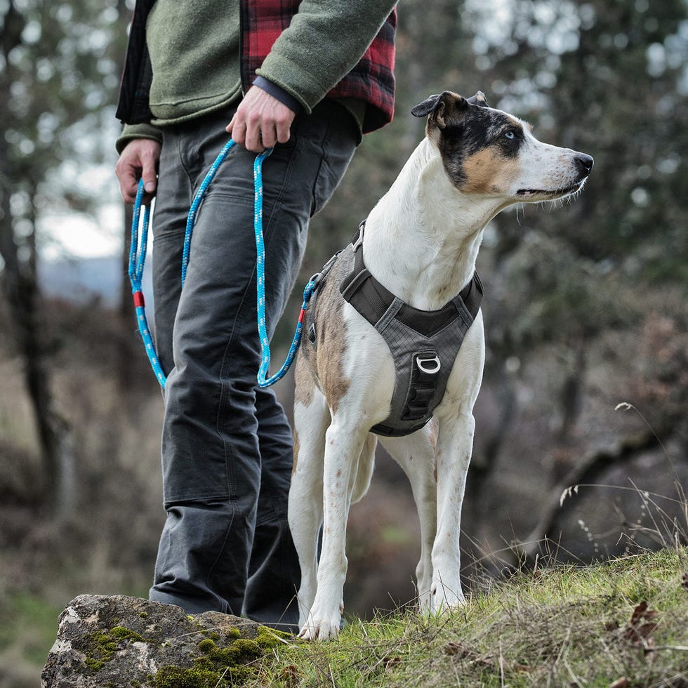 Journey Air Harness