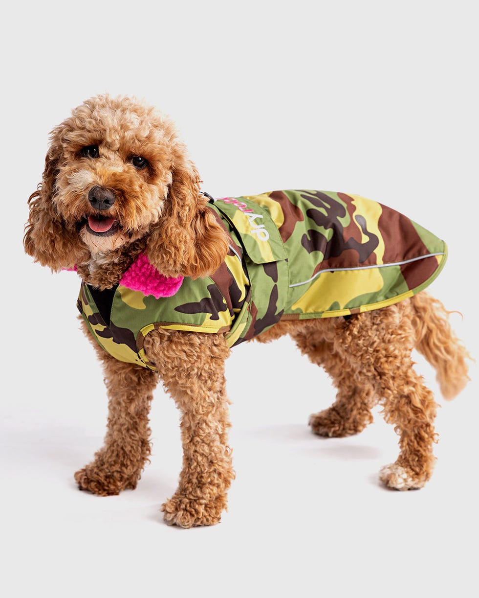 Dog 