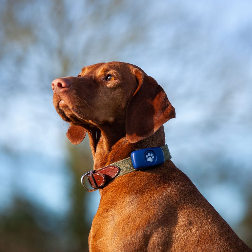 Dog GPS Tracker