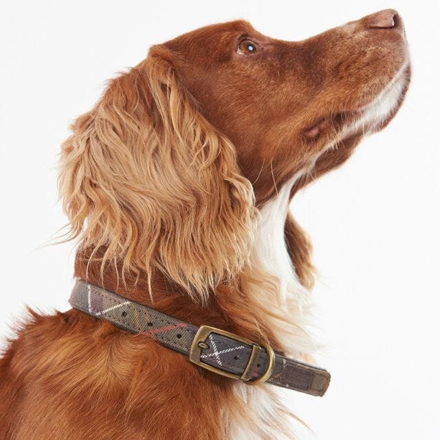 Tartan Dog Collar