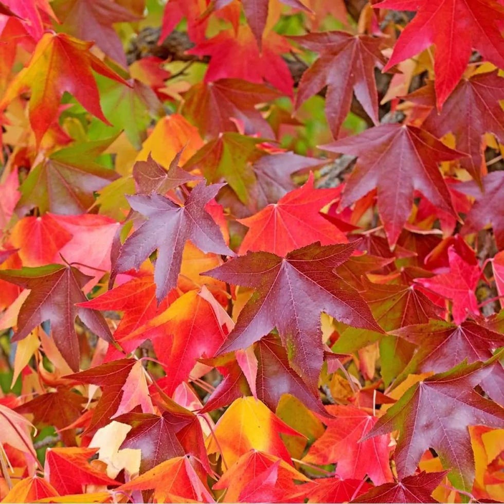 Liquidambar styraciflua Worplesdon