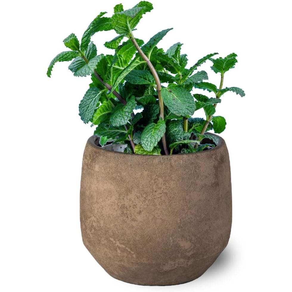 4 Plantas de menta