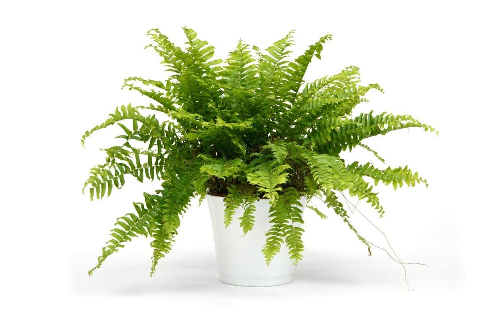 Helecho Green Lady 
