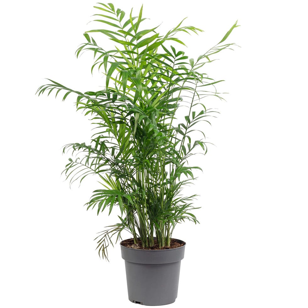 Chamaedorea Elegans 