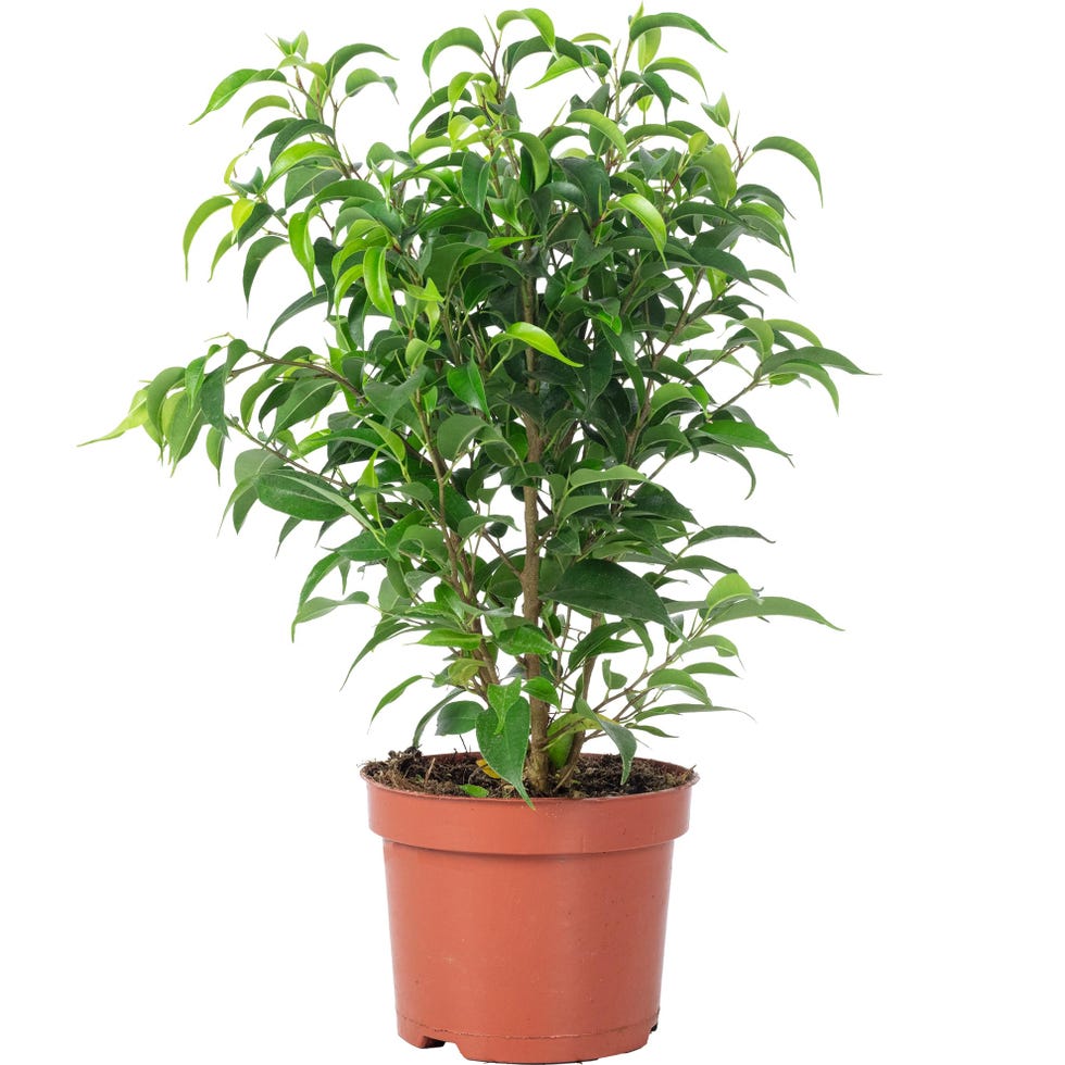 Higo de abedul o Ficus Benjamini