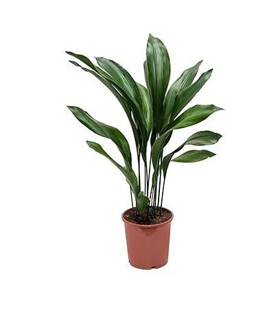 Aspidistra Eliator o Lurida