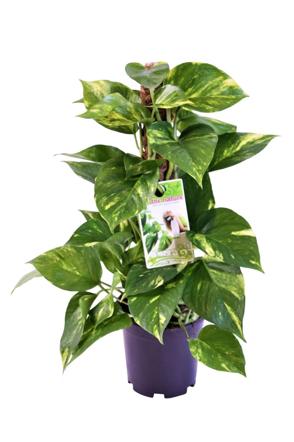 Pothos con tutor