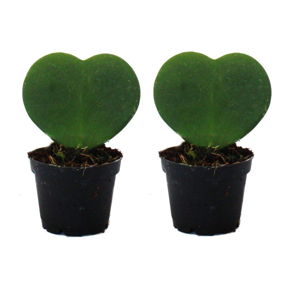 Hoya Kerrii