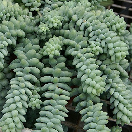 Esquejes de burrito Sedum morganianum