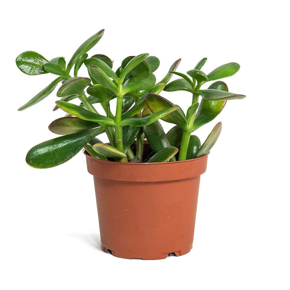 Árbol de Jade