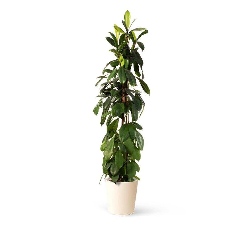Ficus Cyathistipula - Higuera Africana