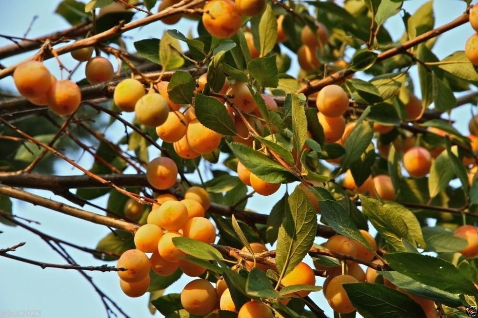 Pinkdose 5 Seeds: Nancy Tree Seeds (Byrsonima crassifolia) Golden Spoon, Nance, Maricao cimun !(5 Seeds)